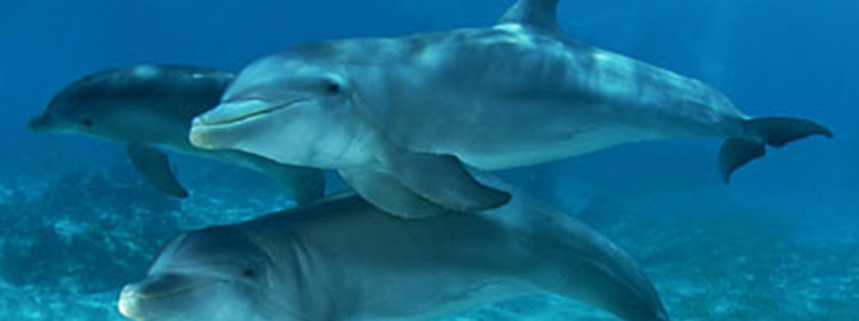 Delfines Anthony's Key - Felipe Barrio (leyenda foto)